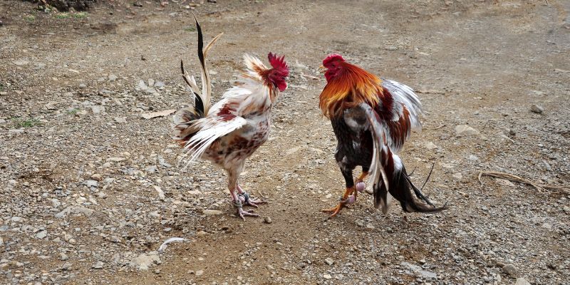 Hướng dẫn cách chơi đá gà WINVN cho người mới