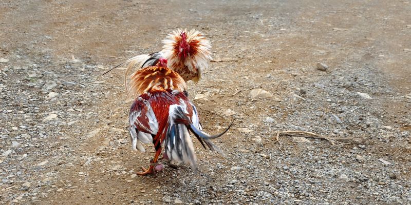 Bí quyết chơi đá gà hiệu quả và tránh rủi ro