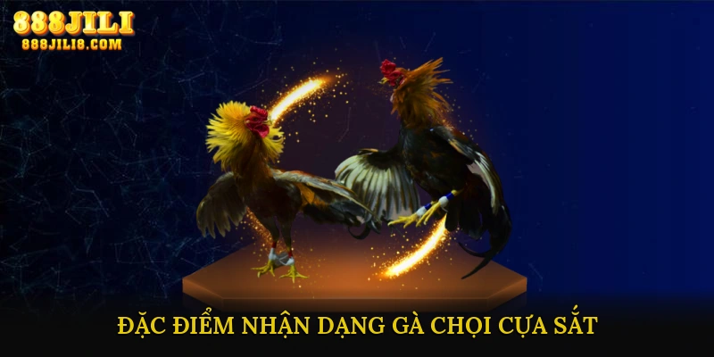 Đặc Điểm Nhận Dạng Gà Chọi Cựa Sắt