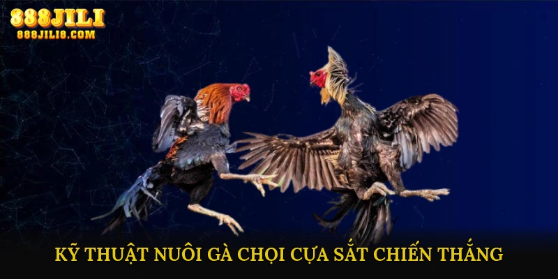 Kỹ Thuật Nuôi Gà Chọi Cựa Sắt Chiến Thắng