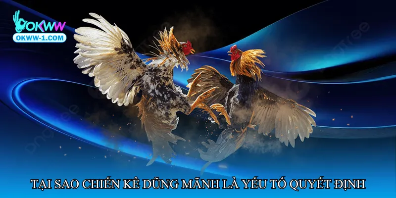 Tại sao chiến kê dũng mãnh là yếu tố quyết định